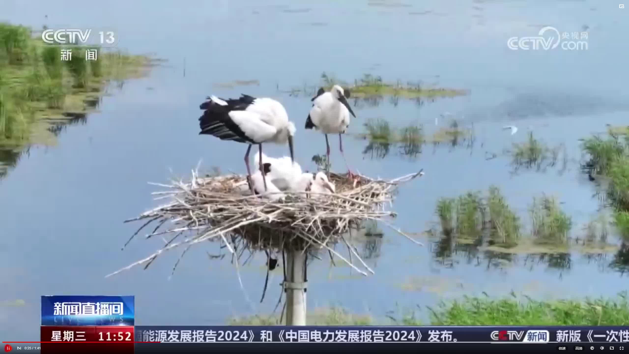 【cctv13新闻】新闻直播间丨黑龙江 六鹳同巢 千鹤岛成为鸟类乐园